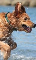 Golden Retrievers Wallpapers โปสเตอร์