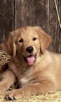 Golden Retrievers Wallpapers ภาพหน้าจอ 1