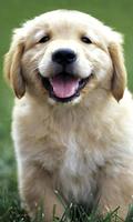 Golden Retriever Wallpapers capture d'écran 2