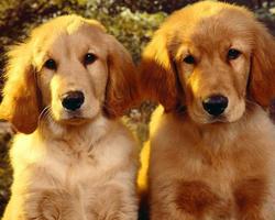 Golden Retrievers Wallpapers ภาพหน้าจอ 3