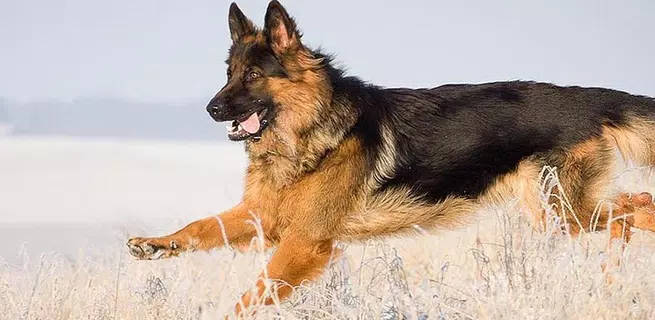 German Shepherds  Wallpapers
