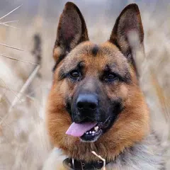 German Shepherds  Wallpapers
