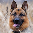 German Shepherds  Wallpapers APK