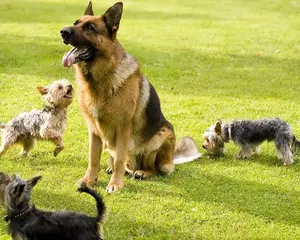 German Shepherds  Wallpapers APK download
