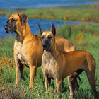 Great Danes Wallpapers আইকন
