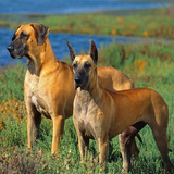 Great Danes Wallpapers ícone