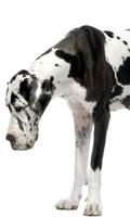 Great Danes Wallpapers Affiche