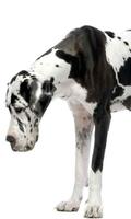 Great Danes Wallpapers পোস্টার