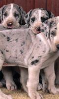 Great Danes Wallpapers স্ক্রিনশট 1