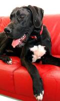 Great Danes Wallpapers স্ক্রিনশট 2