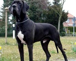 Great Danes Wallpapers স্ক্রিনশট 3