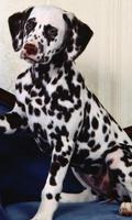 Fonds d'écran dalmatien capture d'écran 2