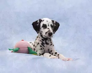 Dalmatian Wallpapers APK download