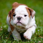 ikon Wallpaper Bulldog Inggris dan 