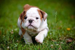 Wallpaper Bulldog Inggris dan  poster