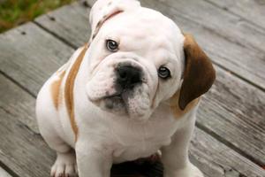 Wallpaper Bulldog Inggris dan  screenshot 1