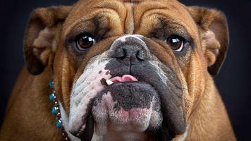 Wallpaper Bulldog Inggris dan  screenshot 2