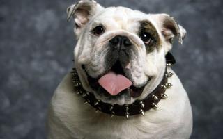 Wallpaper Bulldog Inggris dan  screenshot 3