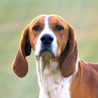 Foxhound anglais Wallpapers icône