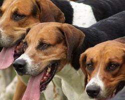 English Foxhound Wallpapers اسکرین شاٹ 3