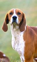 English Foxhound Wallpapers پوسٹر
