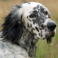 English Setters Wallpapers