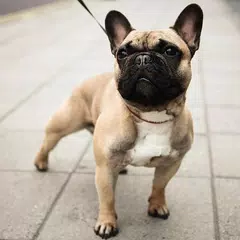 Baixar French Bulldogs Wallpapers APK