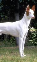 Ibizan Hound Wallpapers poster