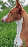 Ibizan Hound Wallpapers screenshot 1