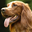 ”Irish Setter Wallpapers