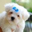 Maltese Dogs Wallpapers