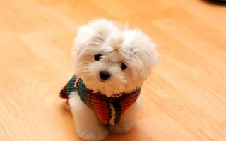1 Schermata Sfondi maltesi e sfondi cane ?