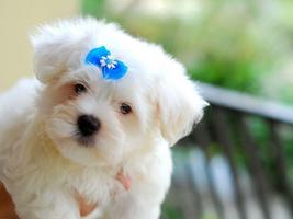 2 Schermata Sfondi maltesi e sfondi cane ?