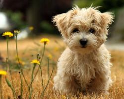 3 Schermata Sfondi maltesi e sfondi cane ?