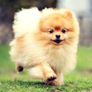 博美犬壁紙and背景狗🐾🐕📱 APK