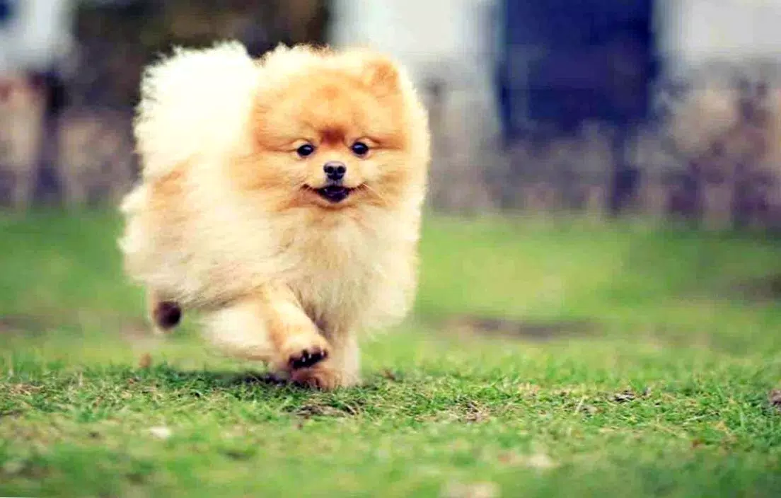 博美犬壁纸and背景狗 安卓下载 安卓版apk 免费下载