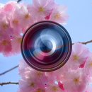 Haru Camera - Spring and Valen APK