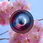 Haru Camera - Spring and Valen icône