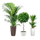 Комнатные цветы APK