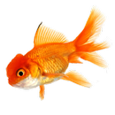Pesca Acessível Português Grátis APK