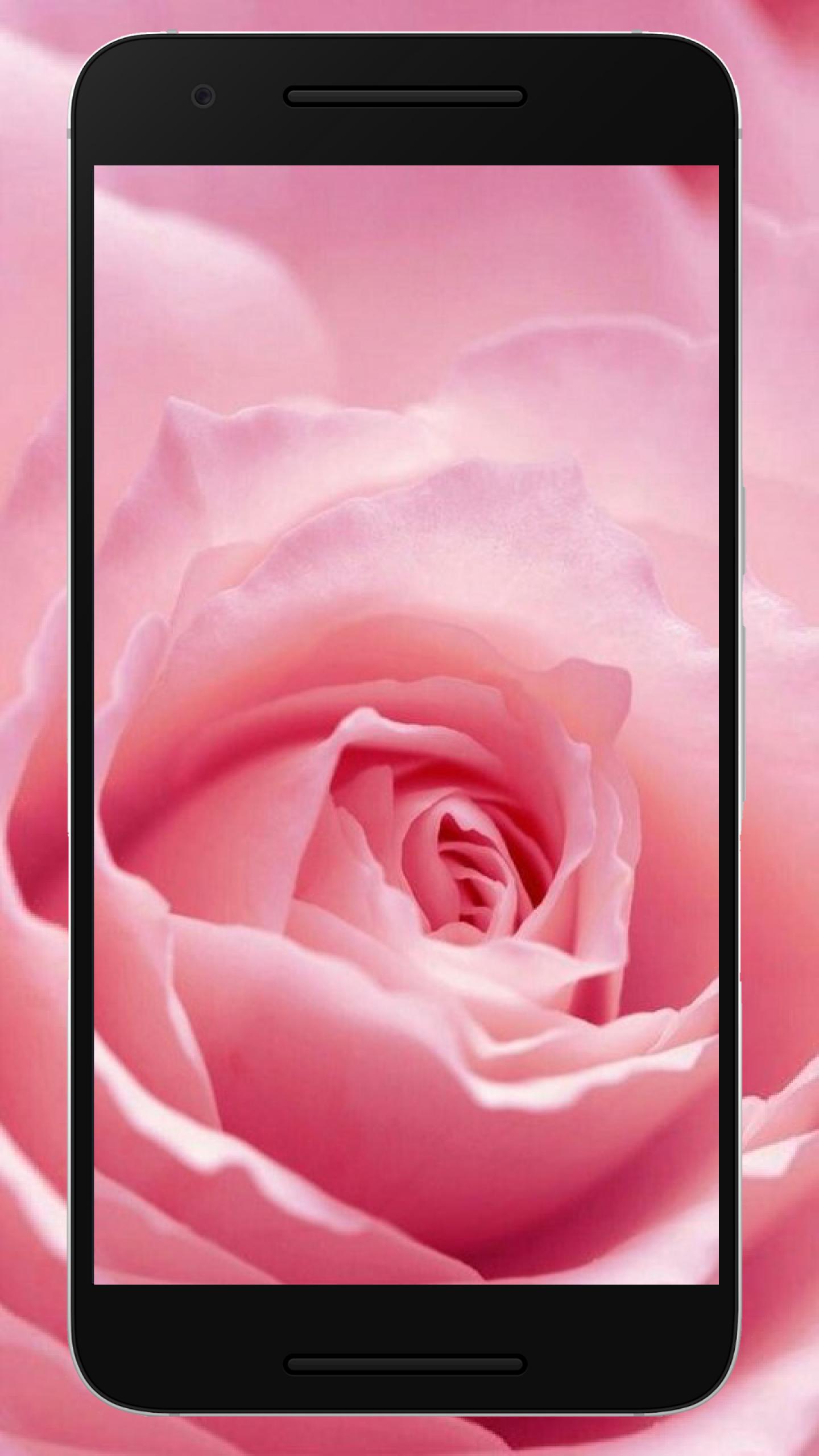 Unduh 102 Background Bunga Mawar Cantik HD Terbaru