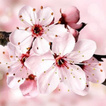 Sakura fond d'écran HD gratuitement