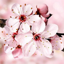 櫻花壁紙高清免費 APK