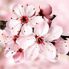Sakura wallpaper HD for free ikona