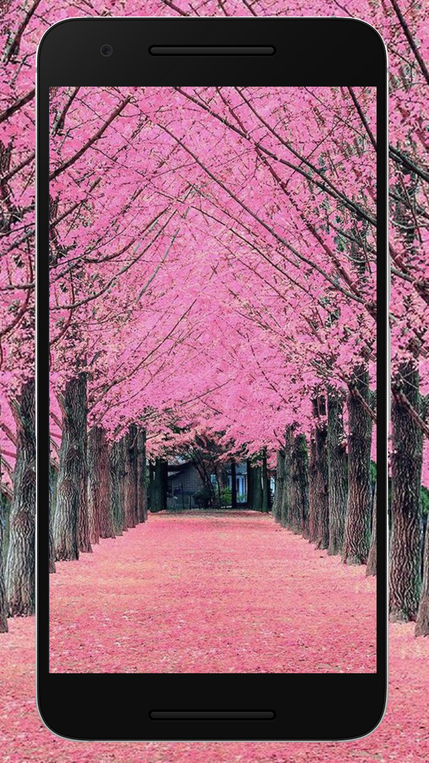 Unduh 45 Background Sakura Cantik HD Terbaru