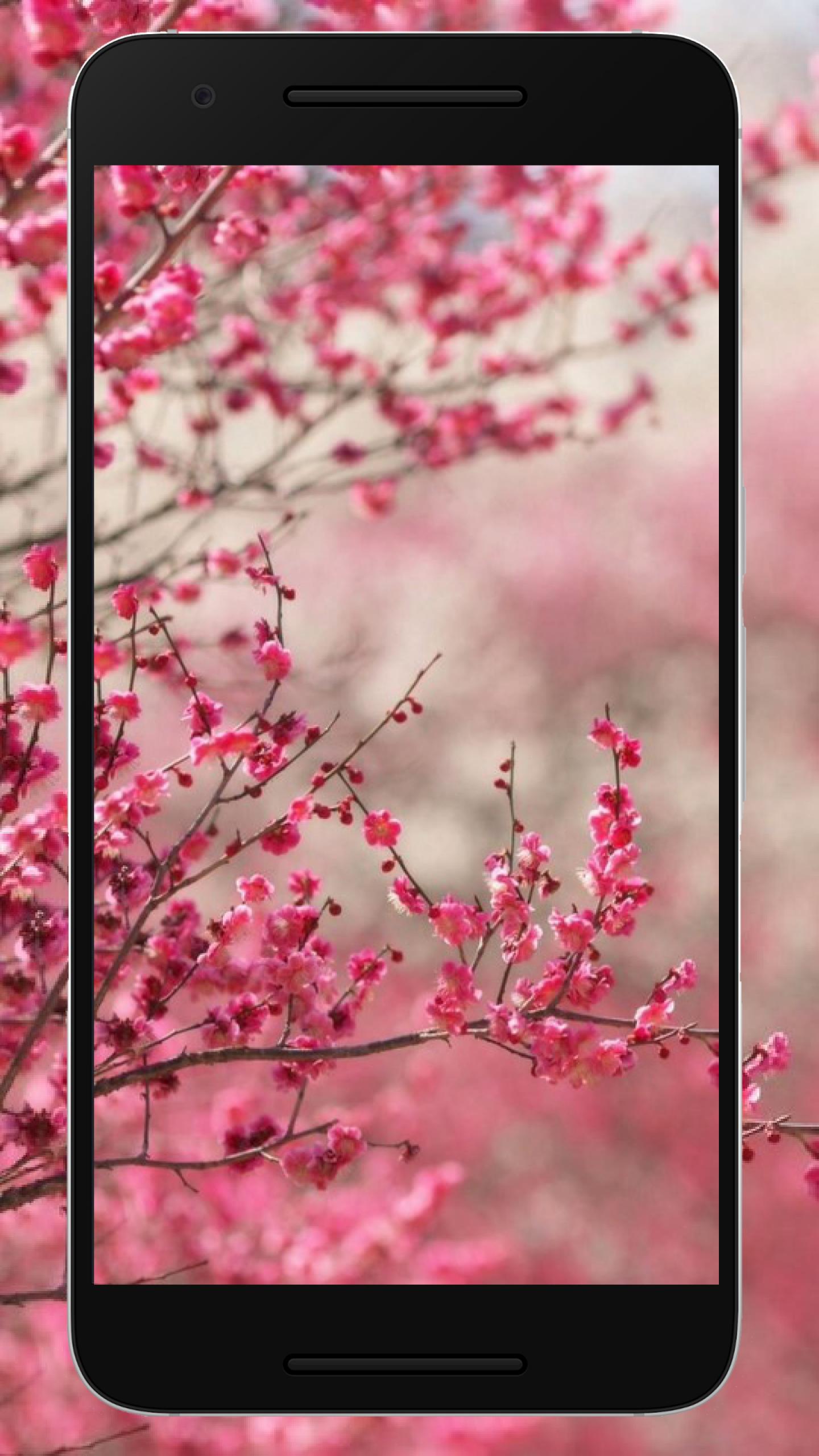 Wallpaper Bunga Sakura Hd Terbaru For Android Apk Download