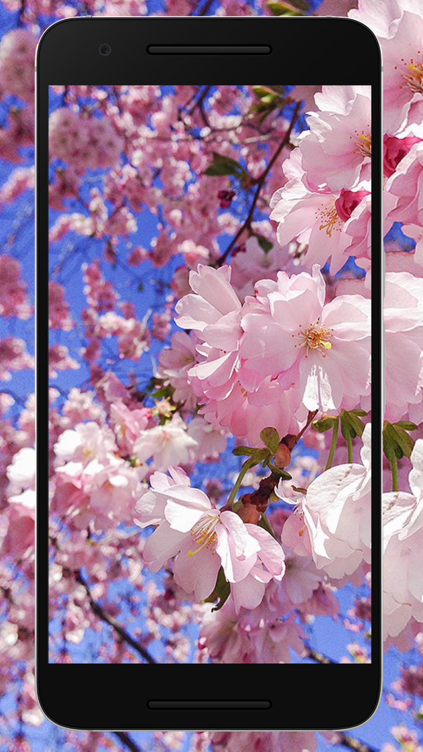 Wallpaper Bunga Sakura Hd Terbaru For Android Apk Download