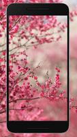 Sakura wallpaper HD for free plakat