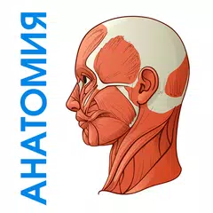 Нормальная анатомия человека アプリダウンロード