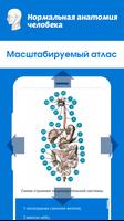 3 Schermata Нормальная анатомия человека